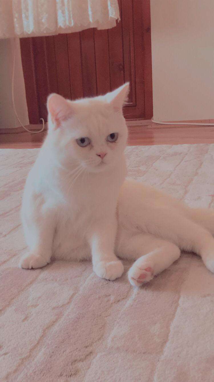 Oğlumuz Pamuk kaybolmuştur 