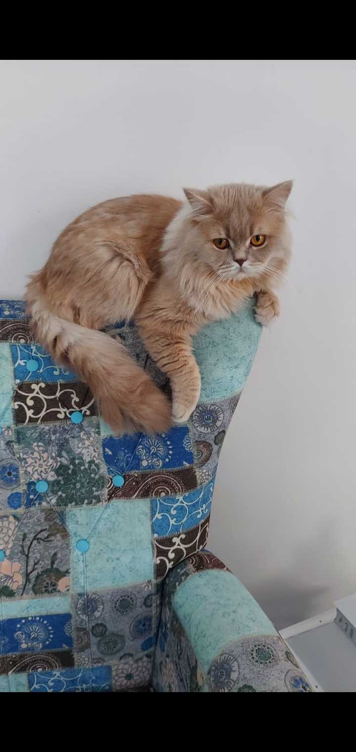 SAKARYA ARİFİYE KAYIP KEDİ İLANI İlanı 7174 Gören Duyan
