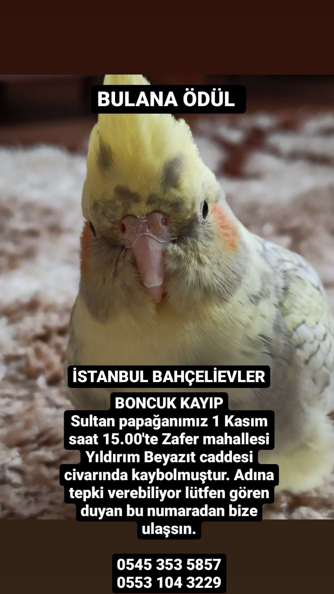 Boncuk Kayıp 