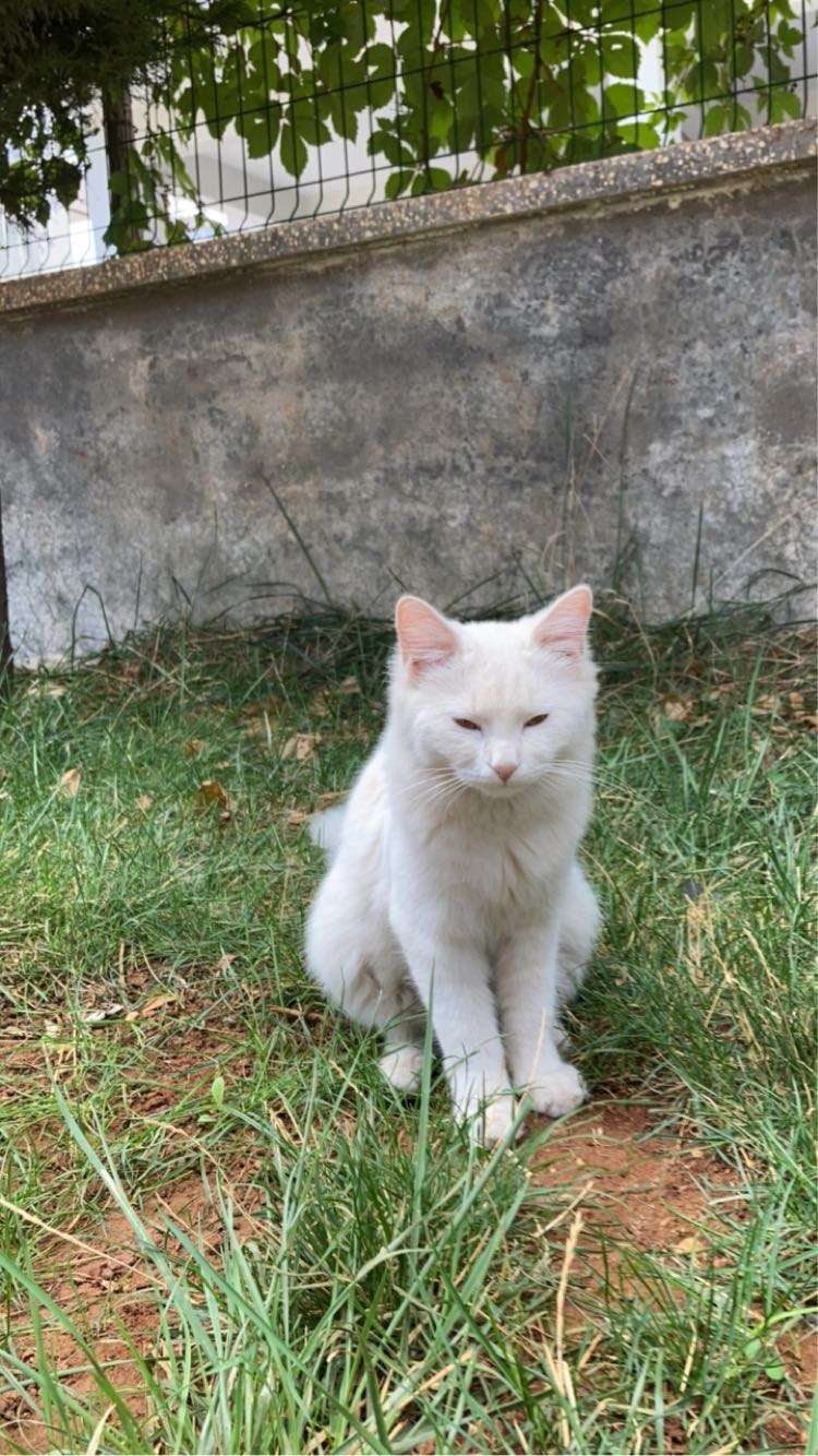Gaziantep Şahinbey karataş bülbülzade tarafı beyaz kayıp kedi bulunmuştur