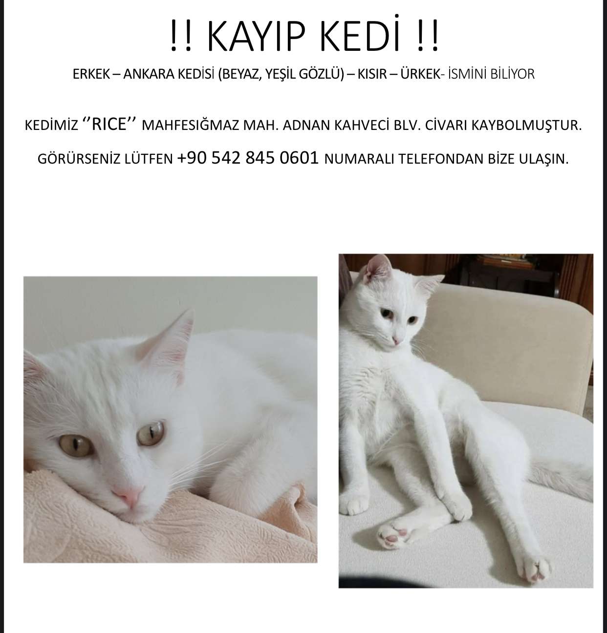 Adana Kayıp Kedi(RICE-erkek-Ankara kedisi)