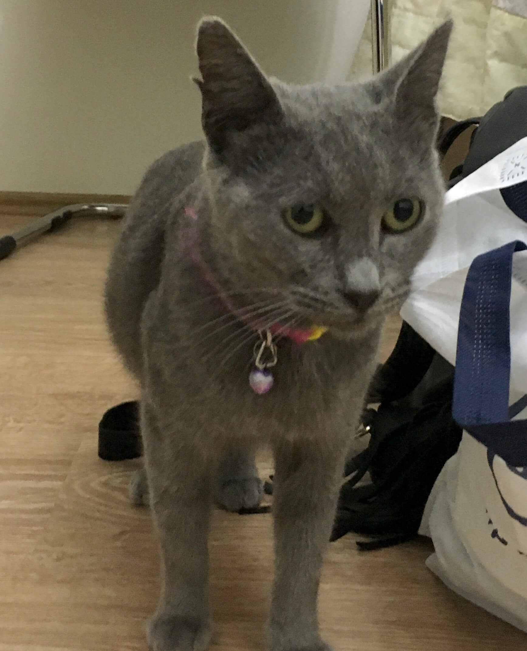 dişi kedi tasması
