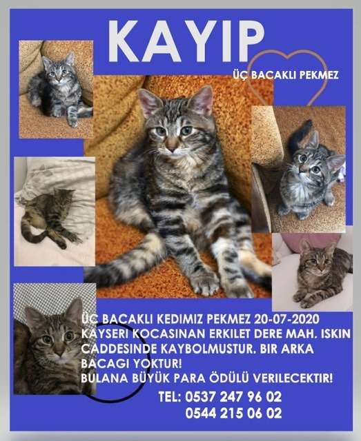 Kayıp üçbacaklı kedi Kayseri