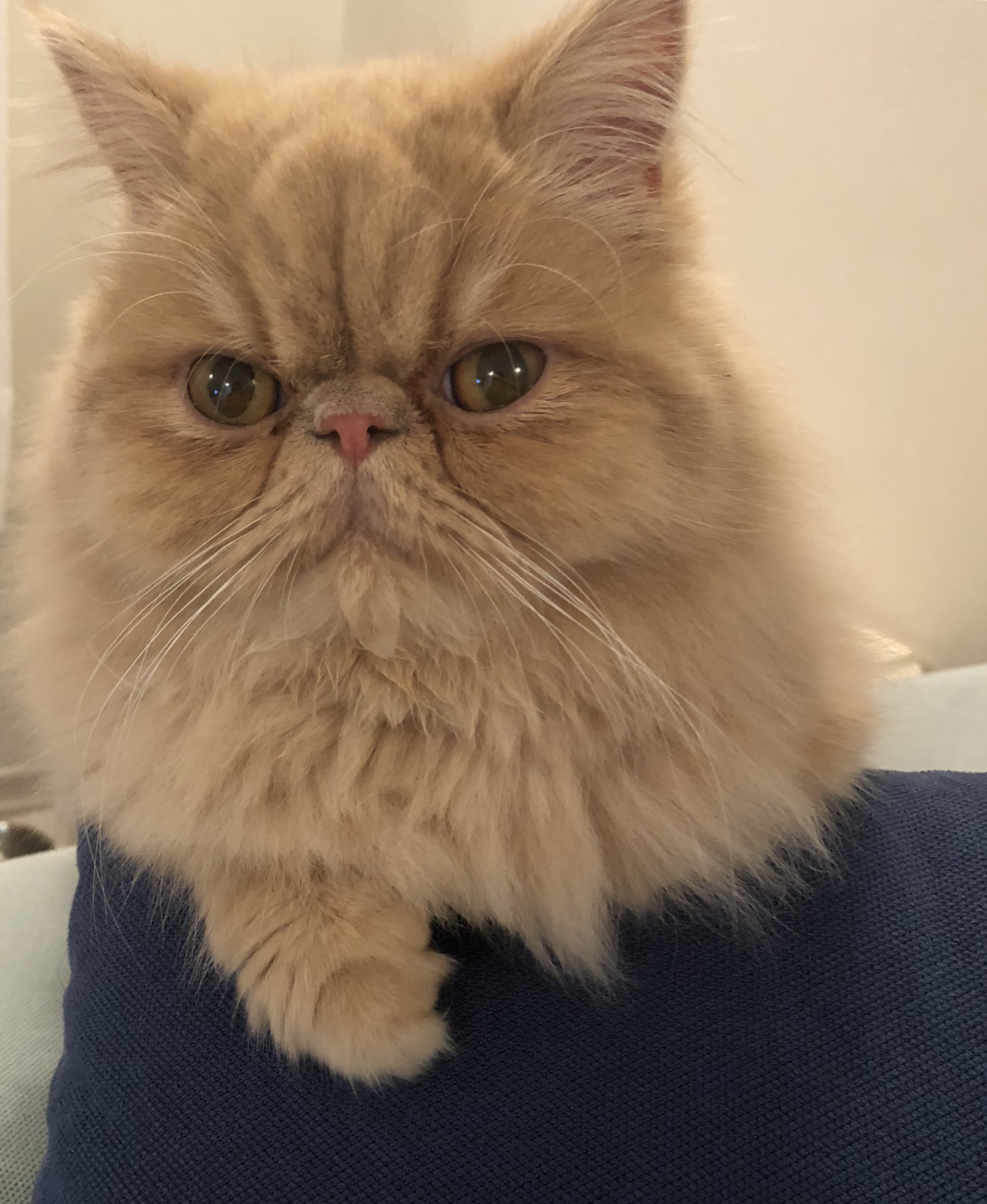 ankara hürriyet caddesi kayıp iran persian dişi kedi