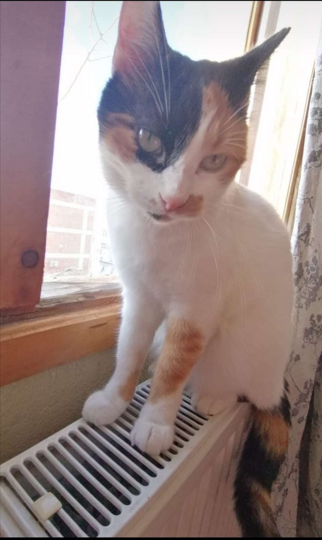 Kayıp kedi 