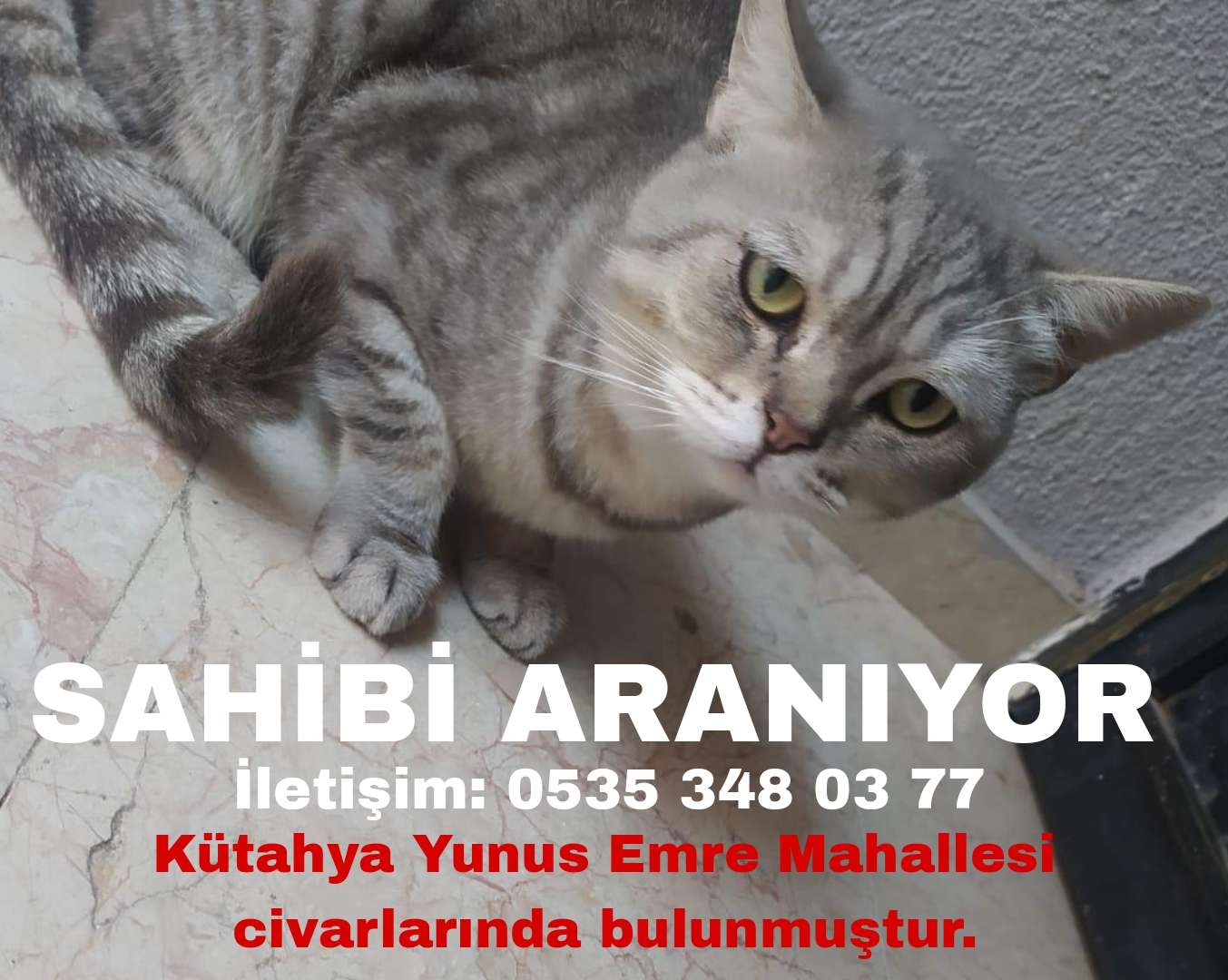 Sahibi Aranıyor