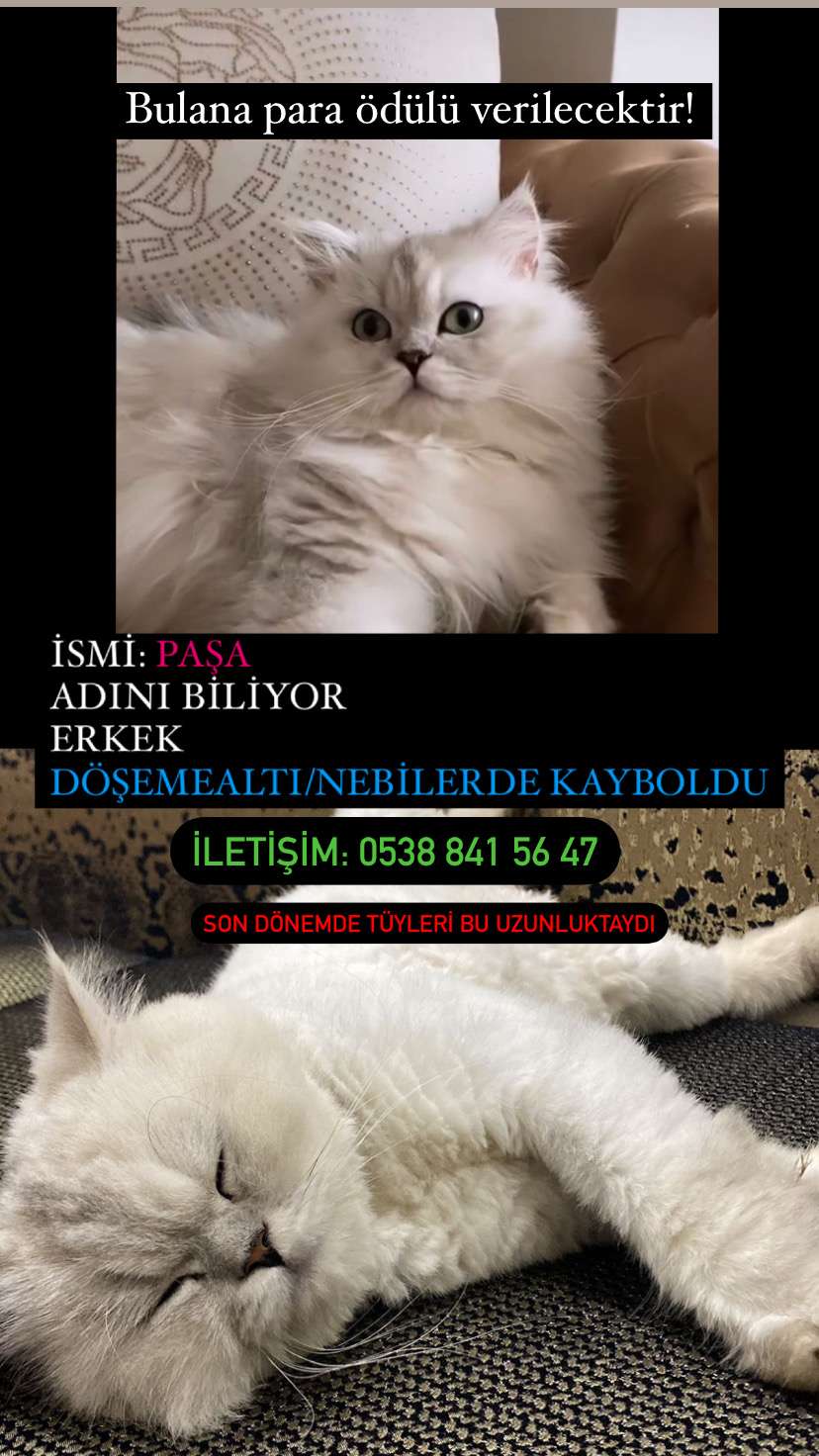 Antalya Kayıp Kedi Paşa