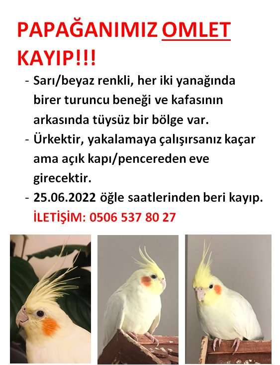 Sultan Papağanı - İzmir/Buca Koop