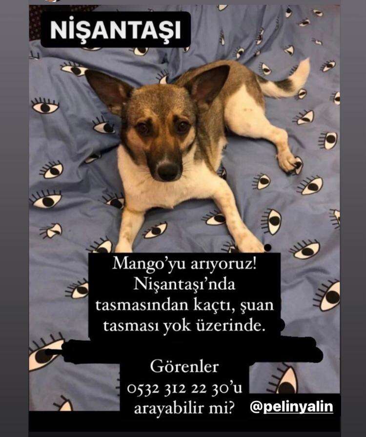 Kayıp Köpek Mango- Cuma günü Nişantaşı'nda tasmasından kurtulup kaçtı