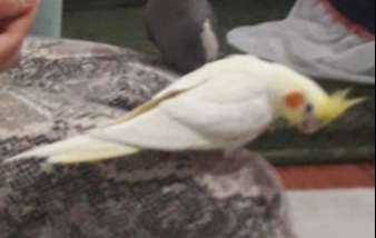 Sarı beyaz kayıp sultan papagani
