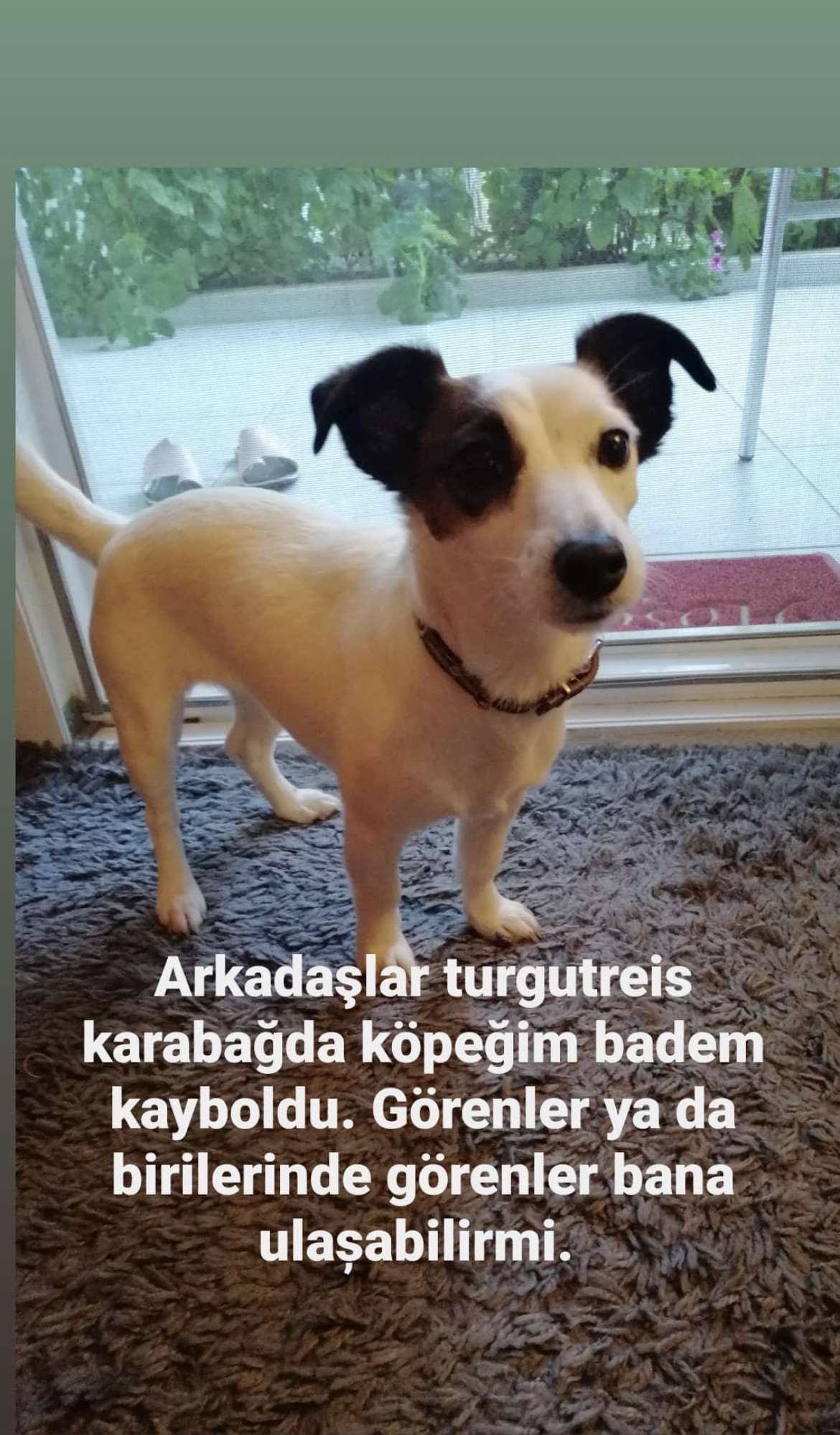 Bodrum Turgutreis Kayıp köpek