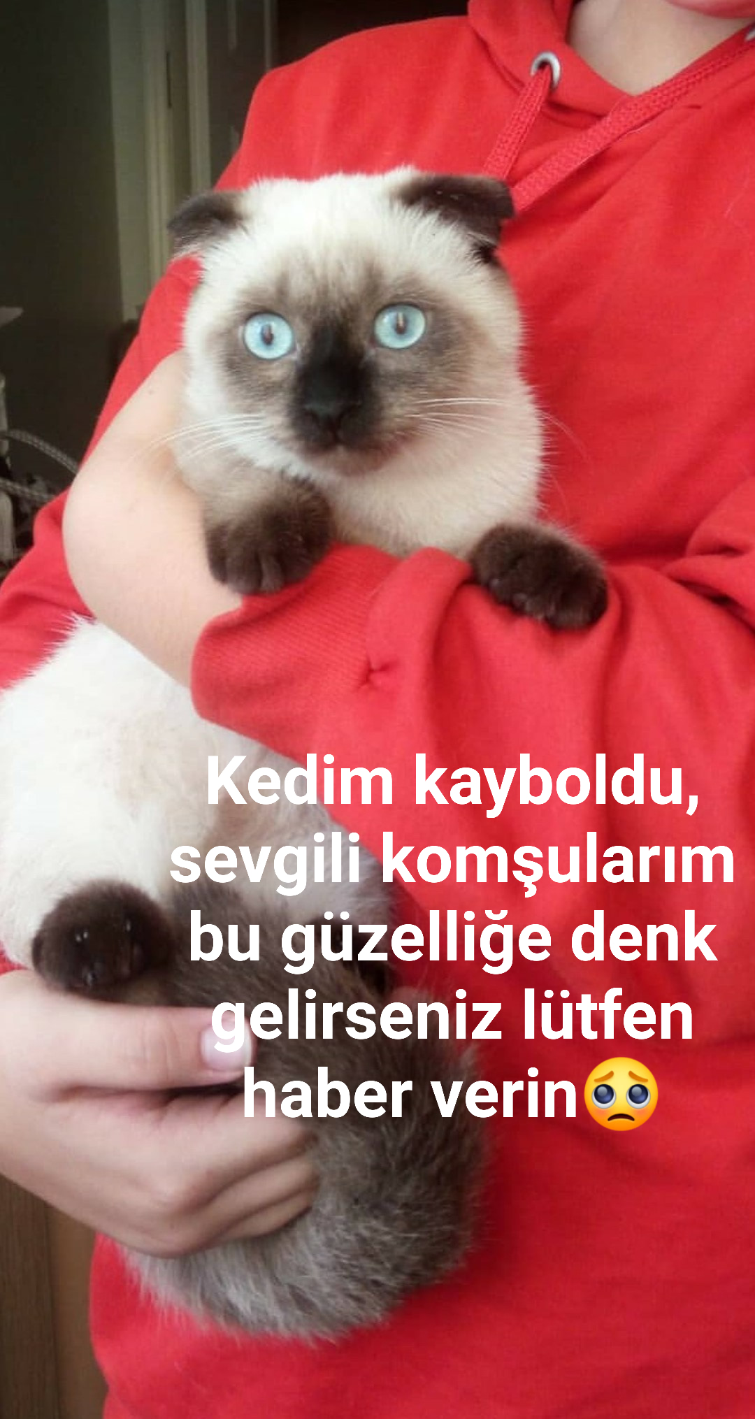 Kedim kayboldu