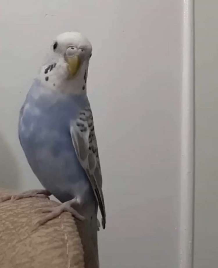 Kayip Muhabbet Kusu Ilani 6432 Goren Duyan