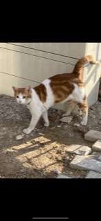 SAHİBİ ARANIYOR/ SAHİPLENİR MİSİNİZ? KEDİ