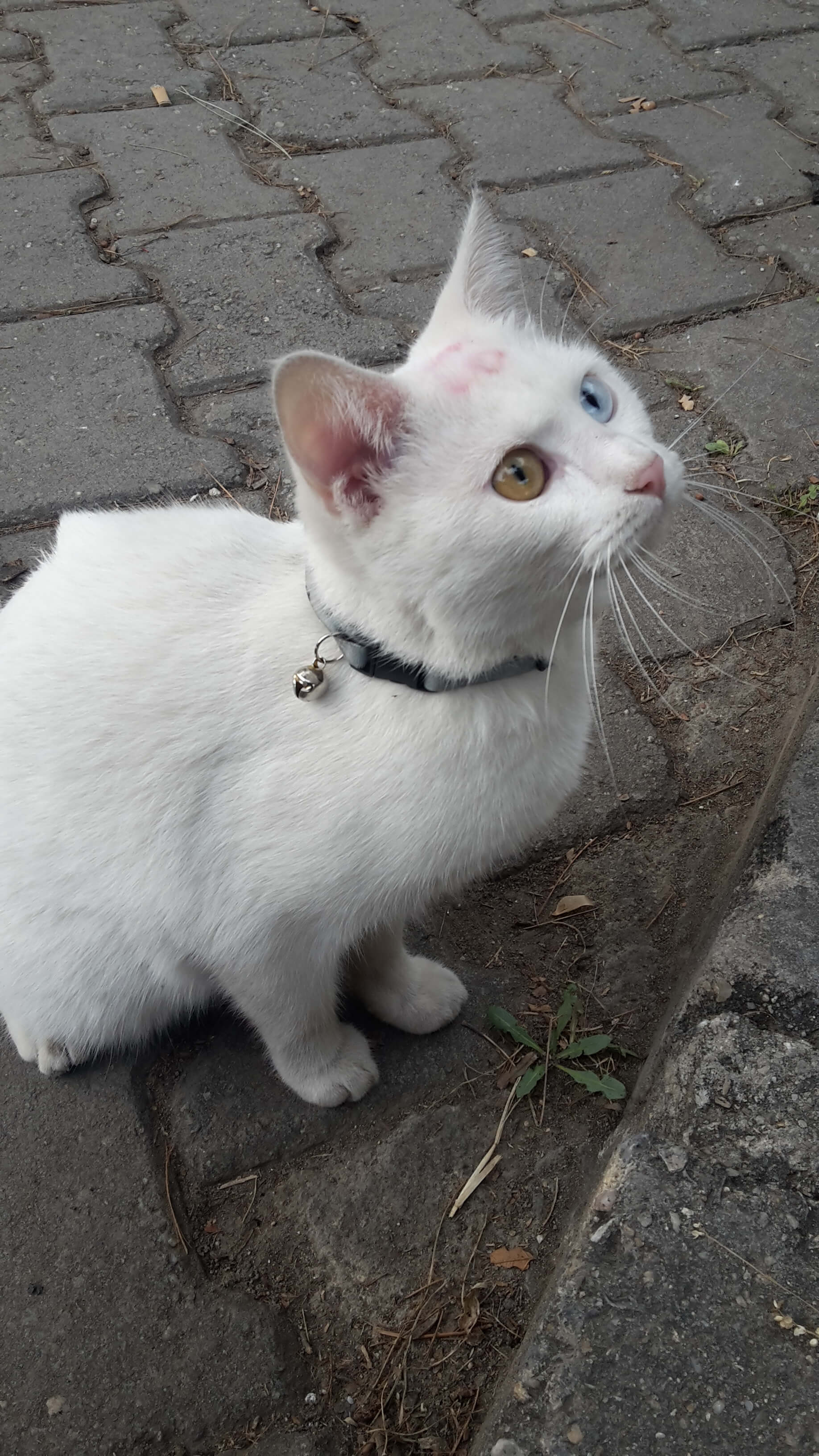 Kayıp kedi