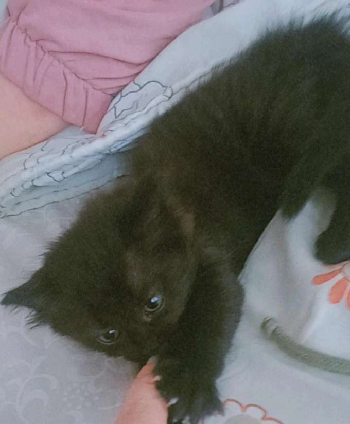 Kayıp Siyah Kedi Yavru