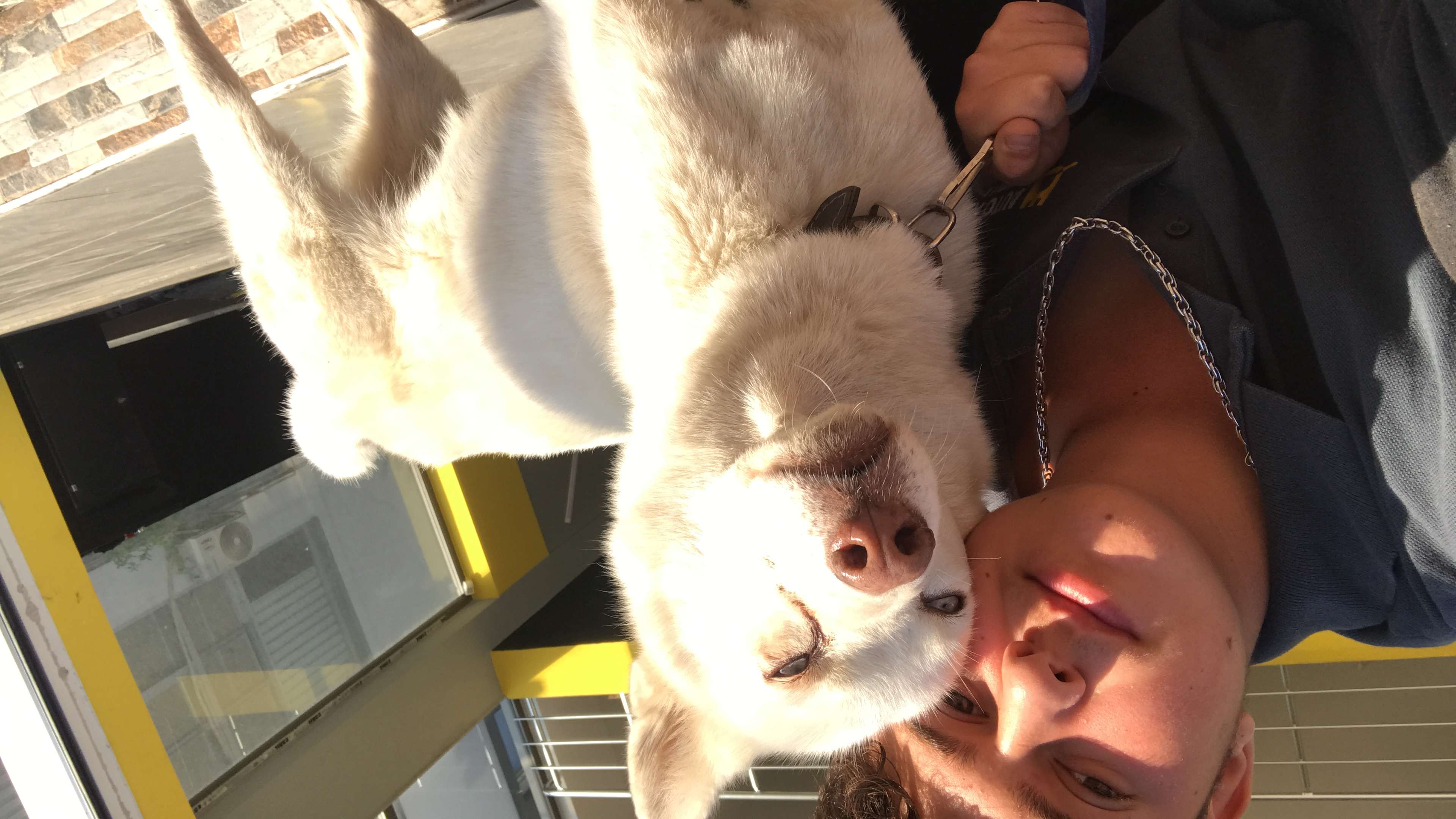 Antalya kepezde beyaz buz mavisi gözlü dişi tek gözünde göz yaşı olan köpeğim kayıp