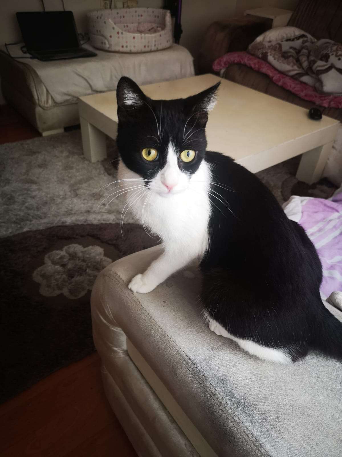 kedi fip
