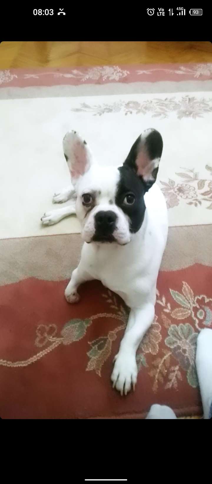 french Bulldog (paşa)