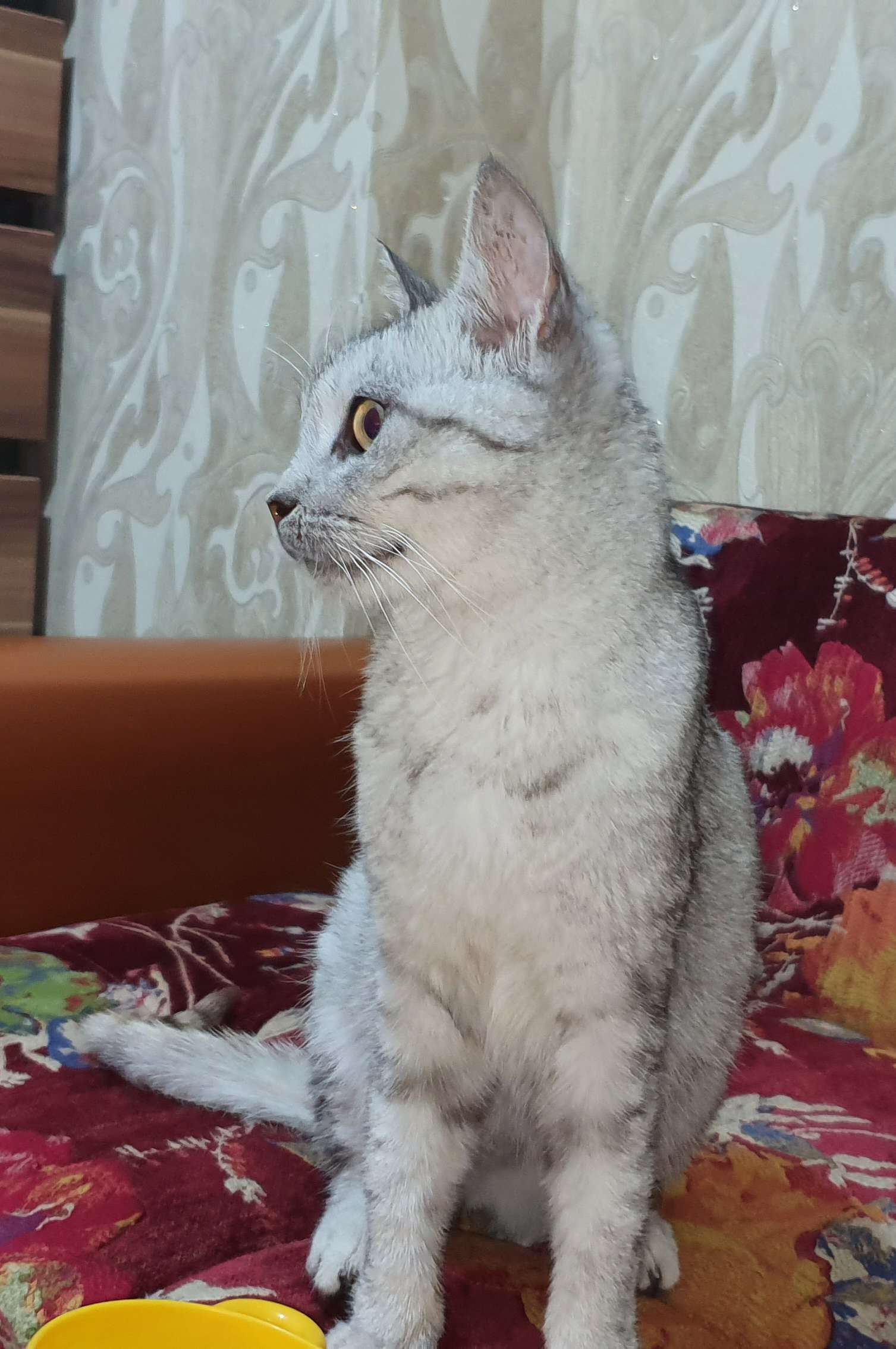 Gebze Ballikayalar Tabiat Parkına yakın ormanda bulunan cins gri kedi