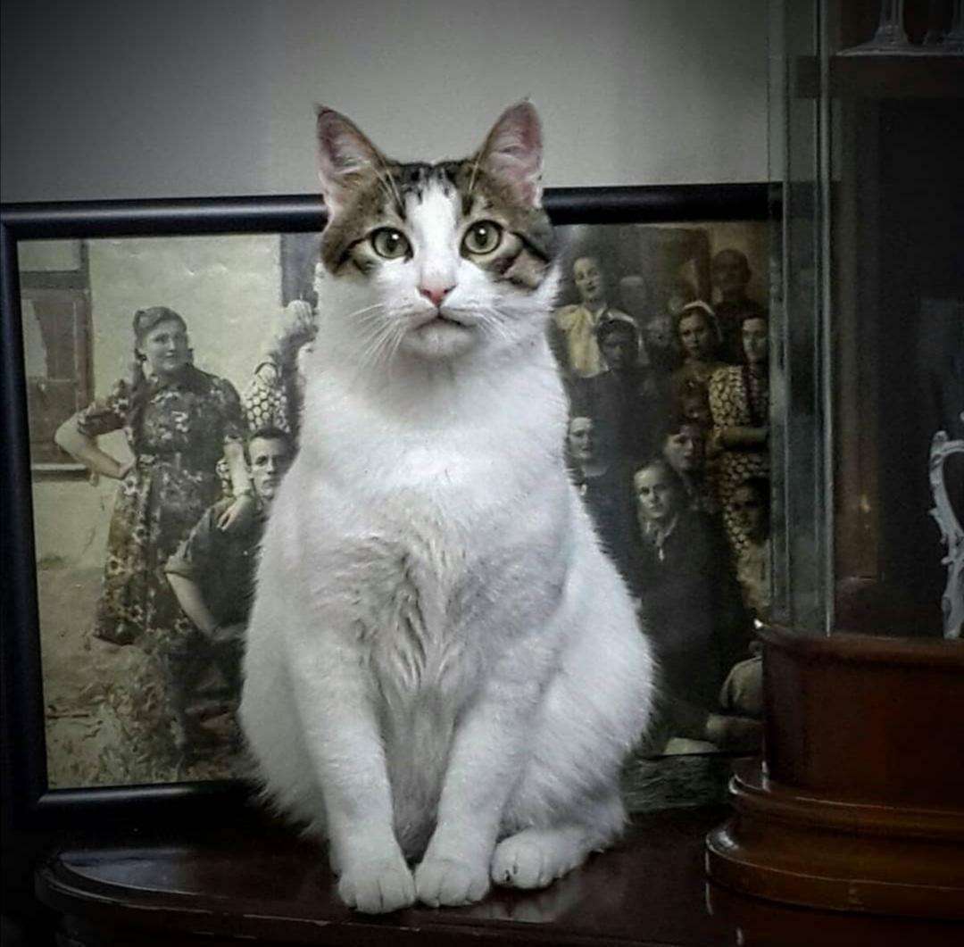 Kayıp kedi Ankara İlanı 3749 Gören Duyan