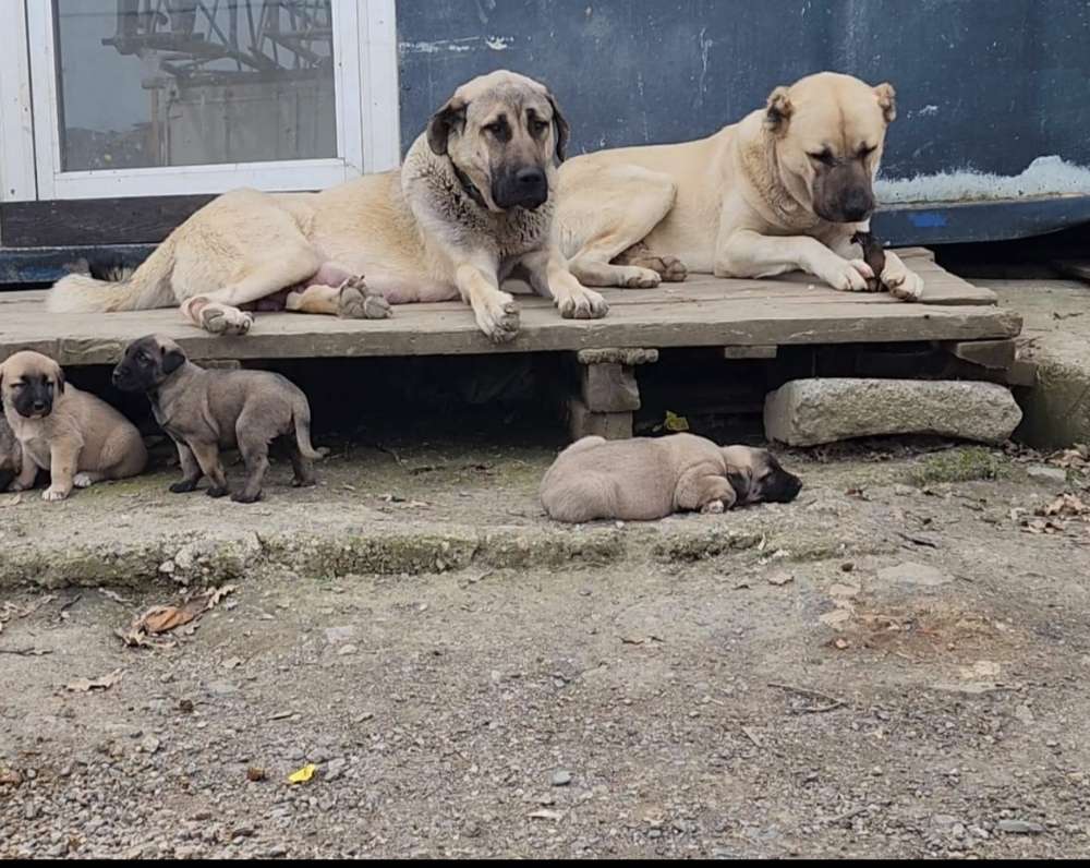 Kangallarım kayboldu!