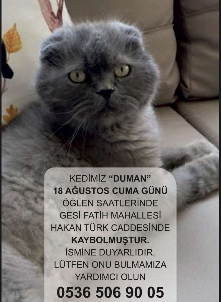 Kedim Duman Kayıp