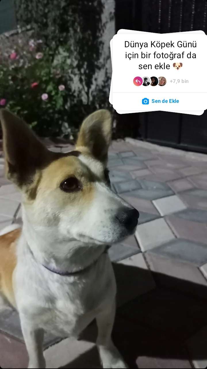 NİĞDE KAYIP KÖPEK 