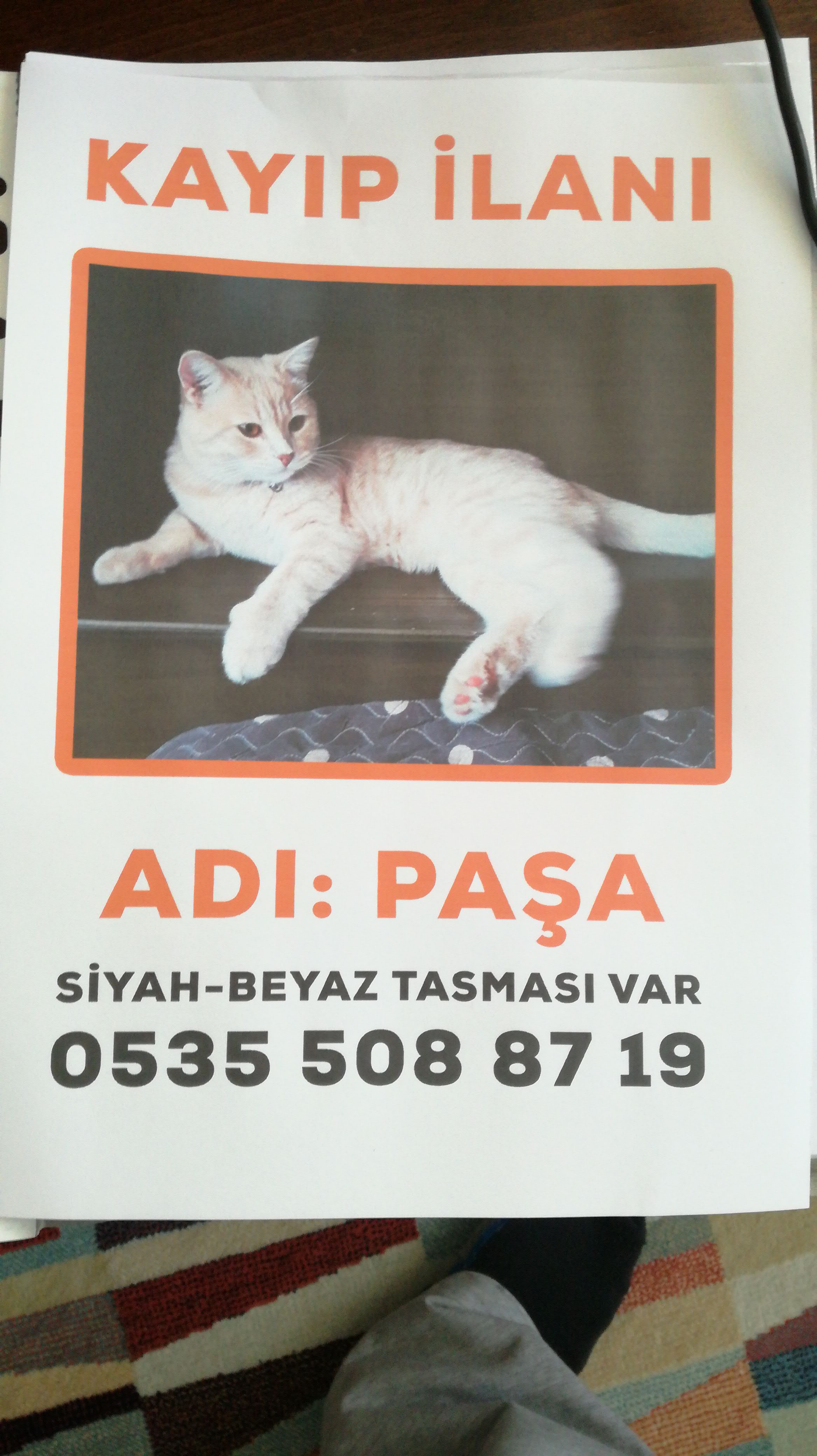 Kayip kedi