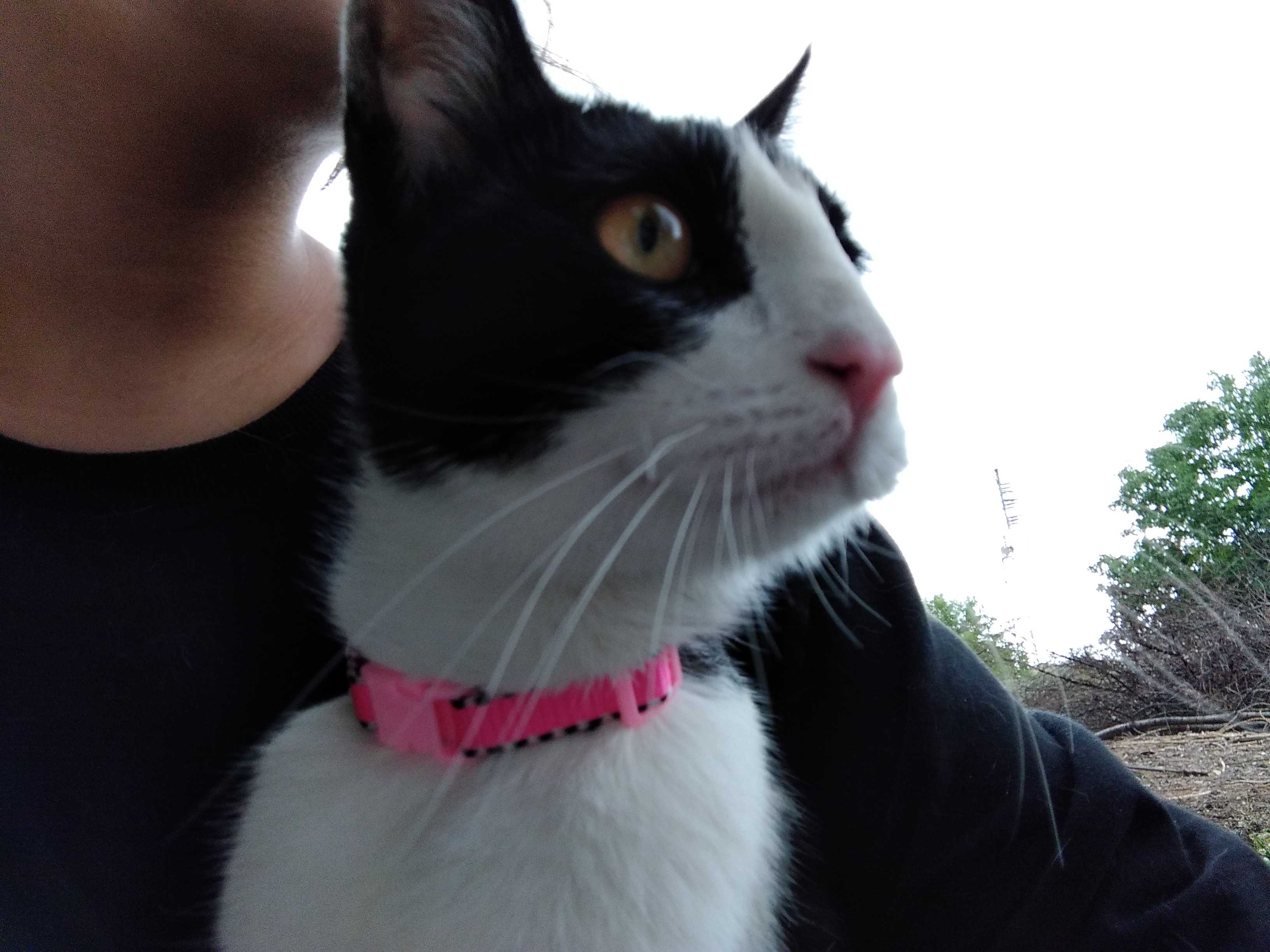 1,5 yaşında dişi smokin cinsi kedi İlanı 7114 Gören Duyan