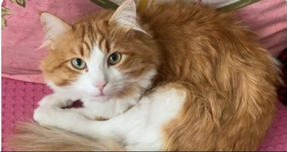 Antalya Dedeman'da Kayıp Kedi