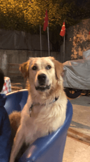 15 aylık Golden Retriever cinsi erkek köpek