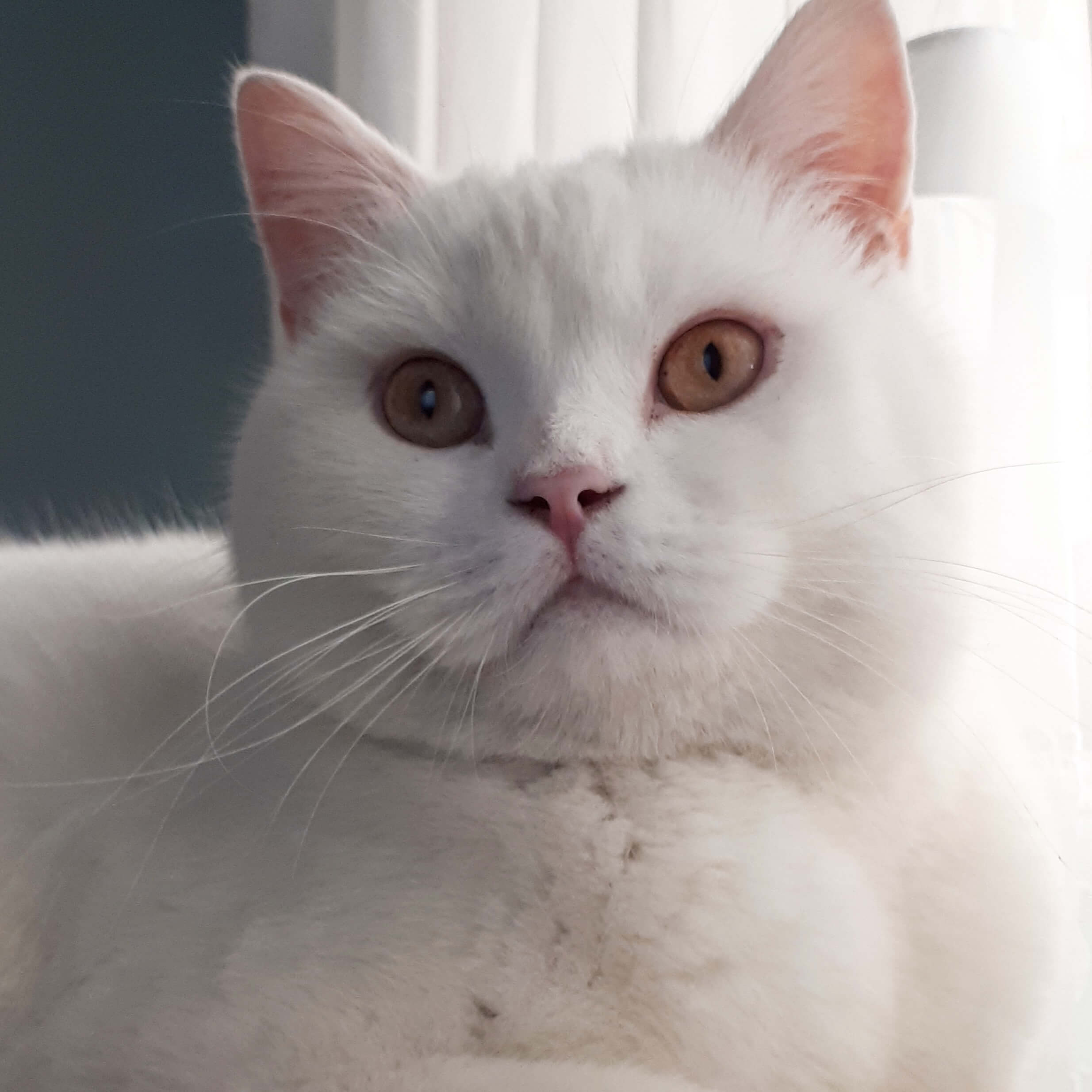 Kayıp kedi Gören Duyan