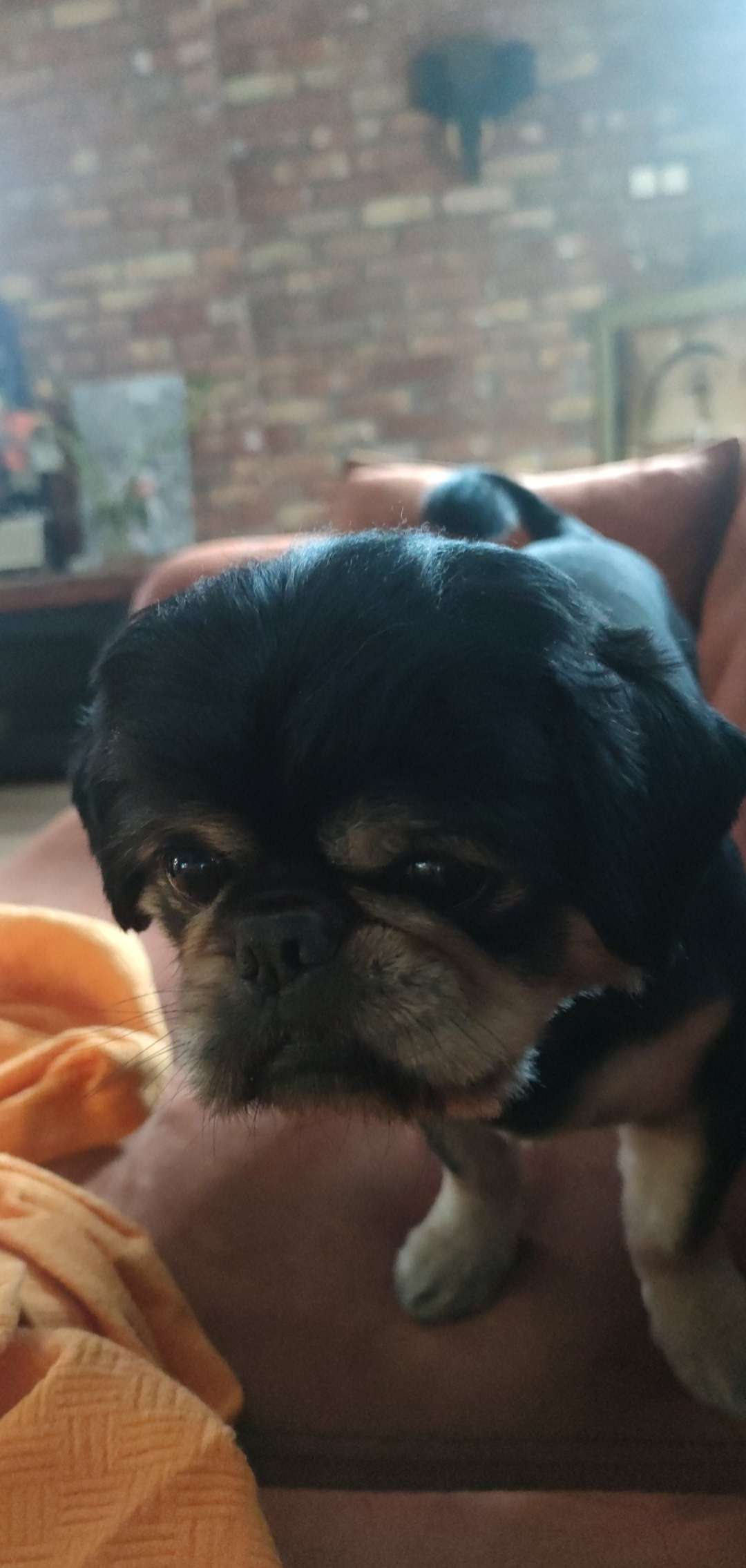 Kayıp köpek ruby