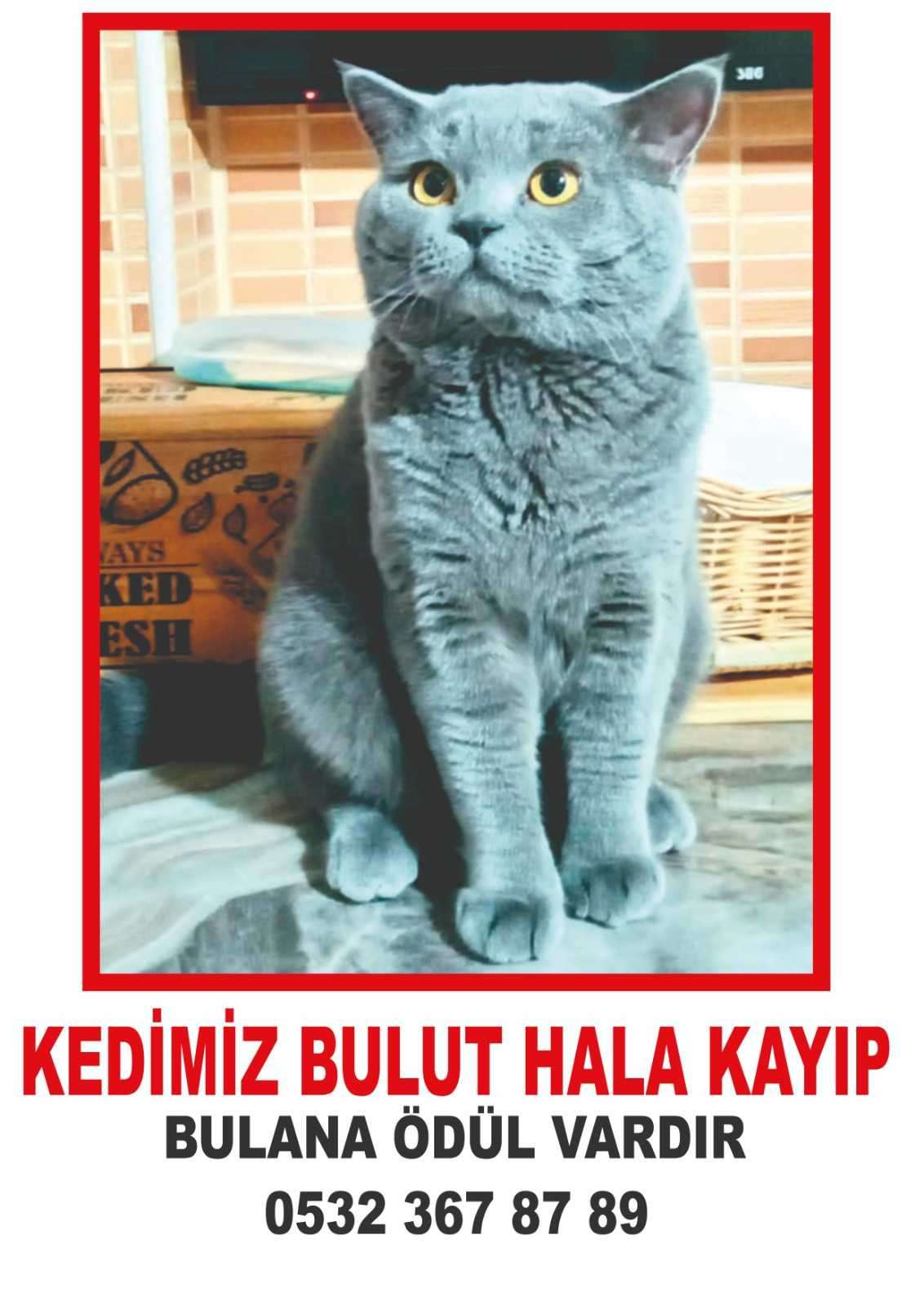 Bulutum kayıp