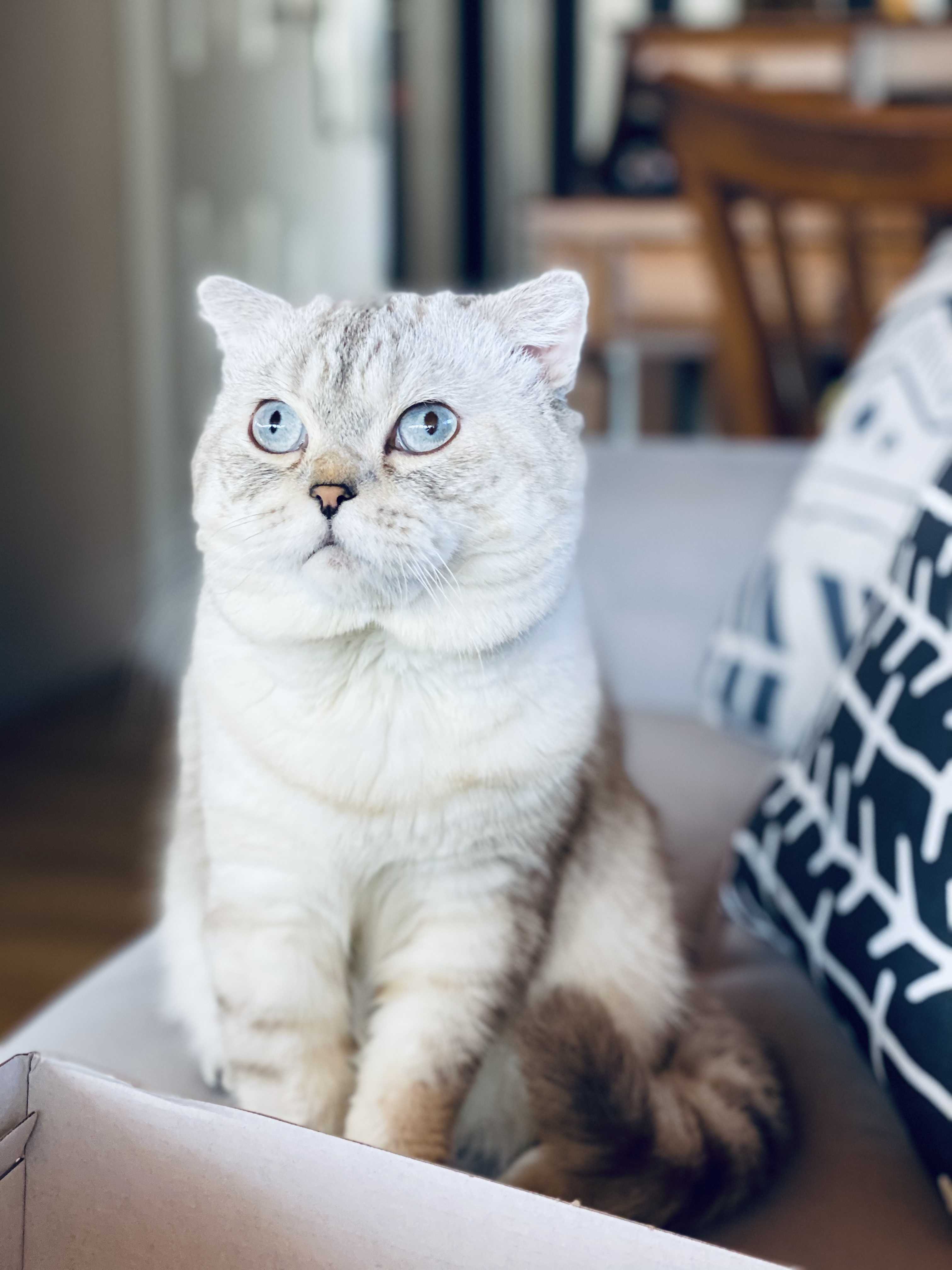 İstinye’de bulunan kedi İlanı 5303 Gören Duyan
