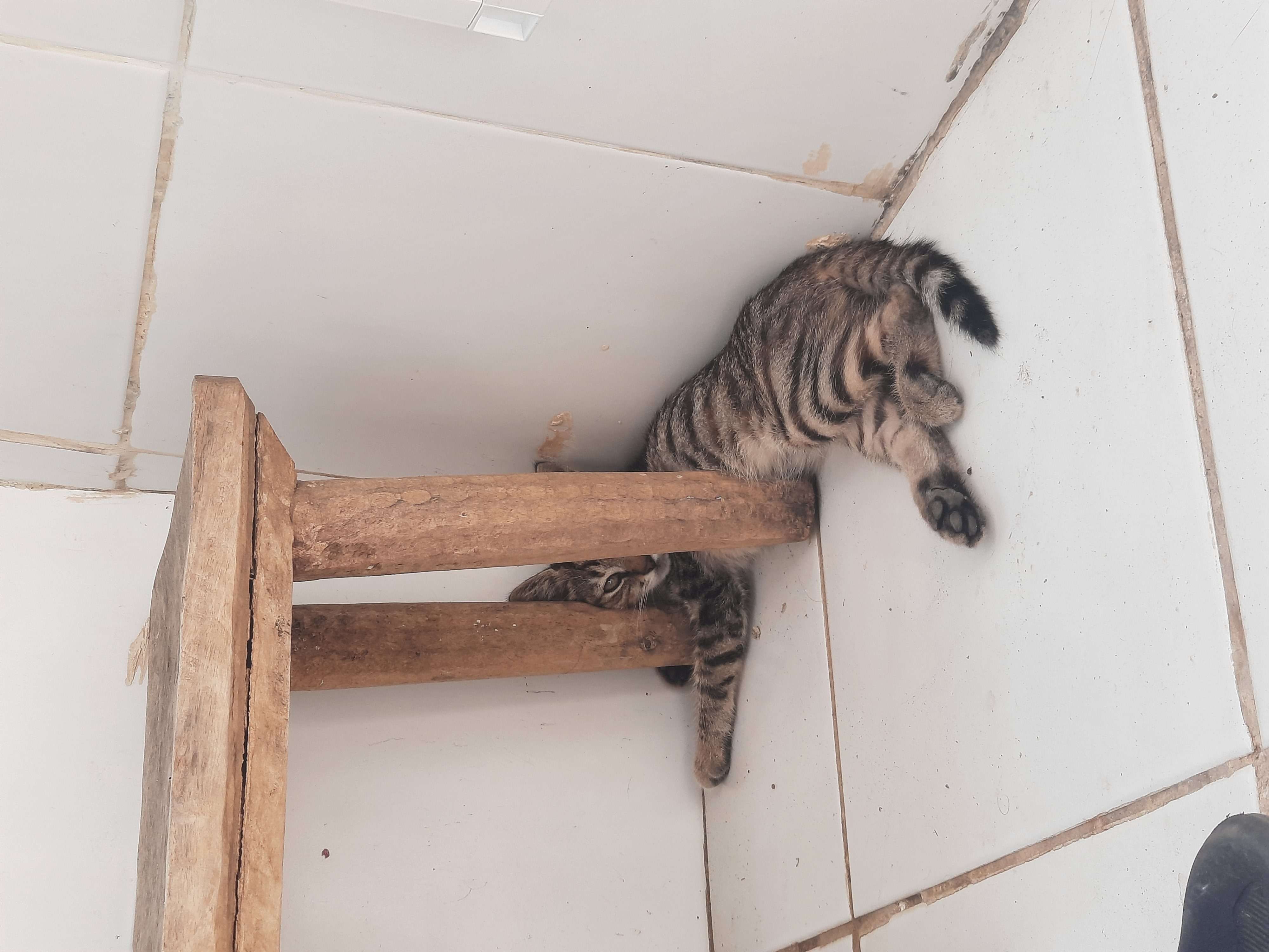 İstanbul bebek kayıp kedi