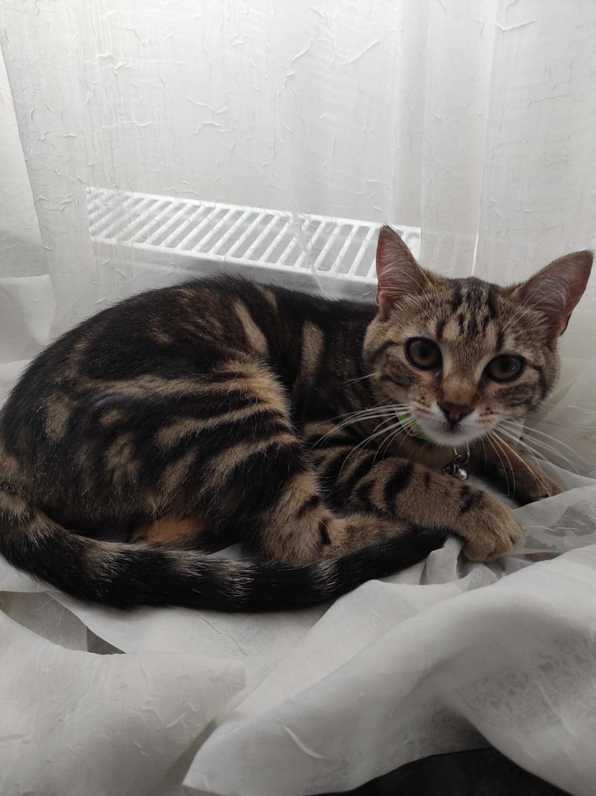 bengal kedi
