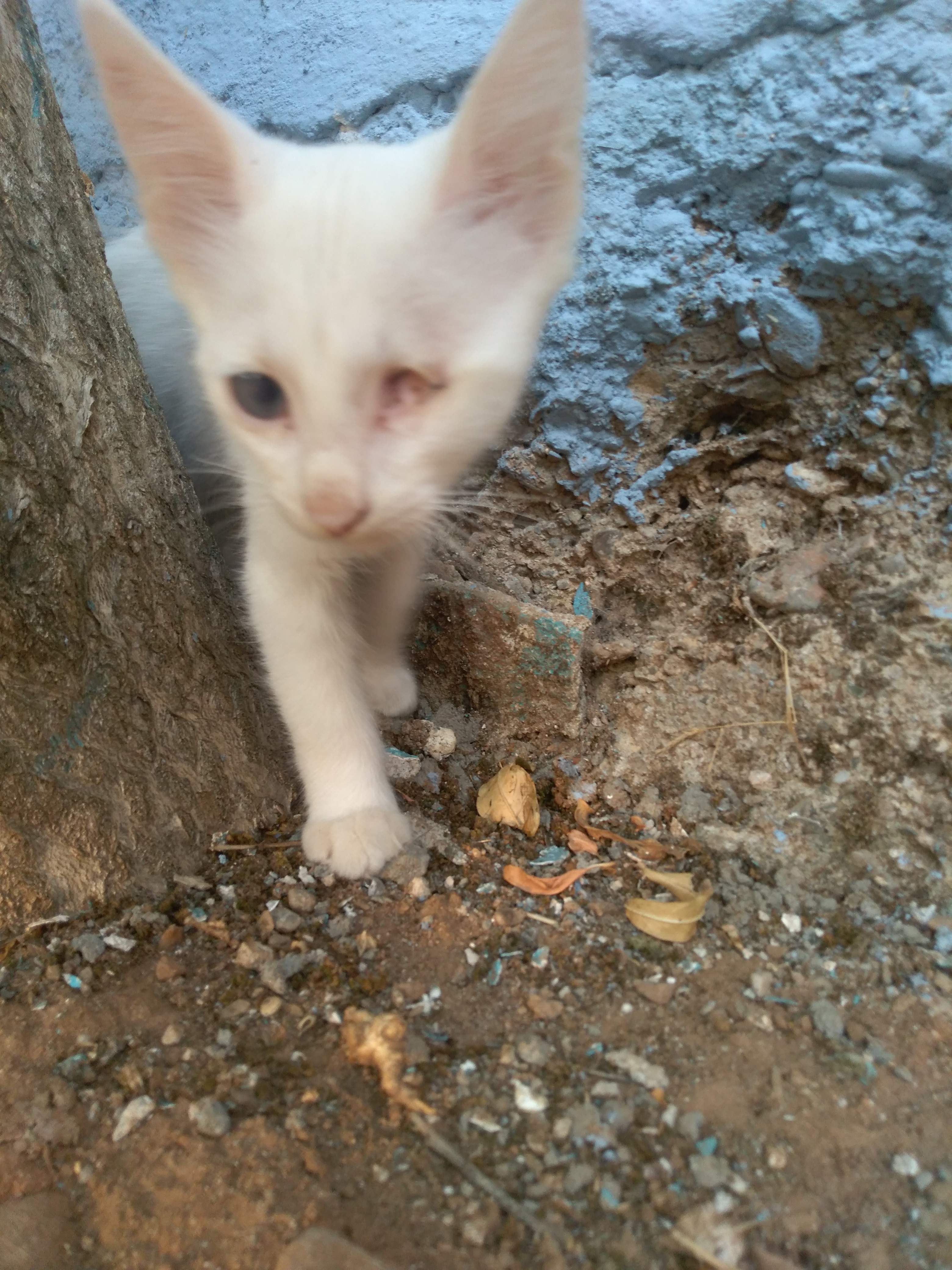 Kayıp Beyaz Yavru Kedi (Gözleri Görmüyor)