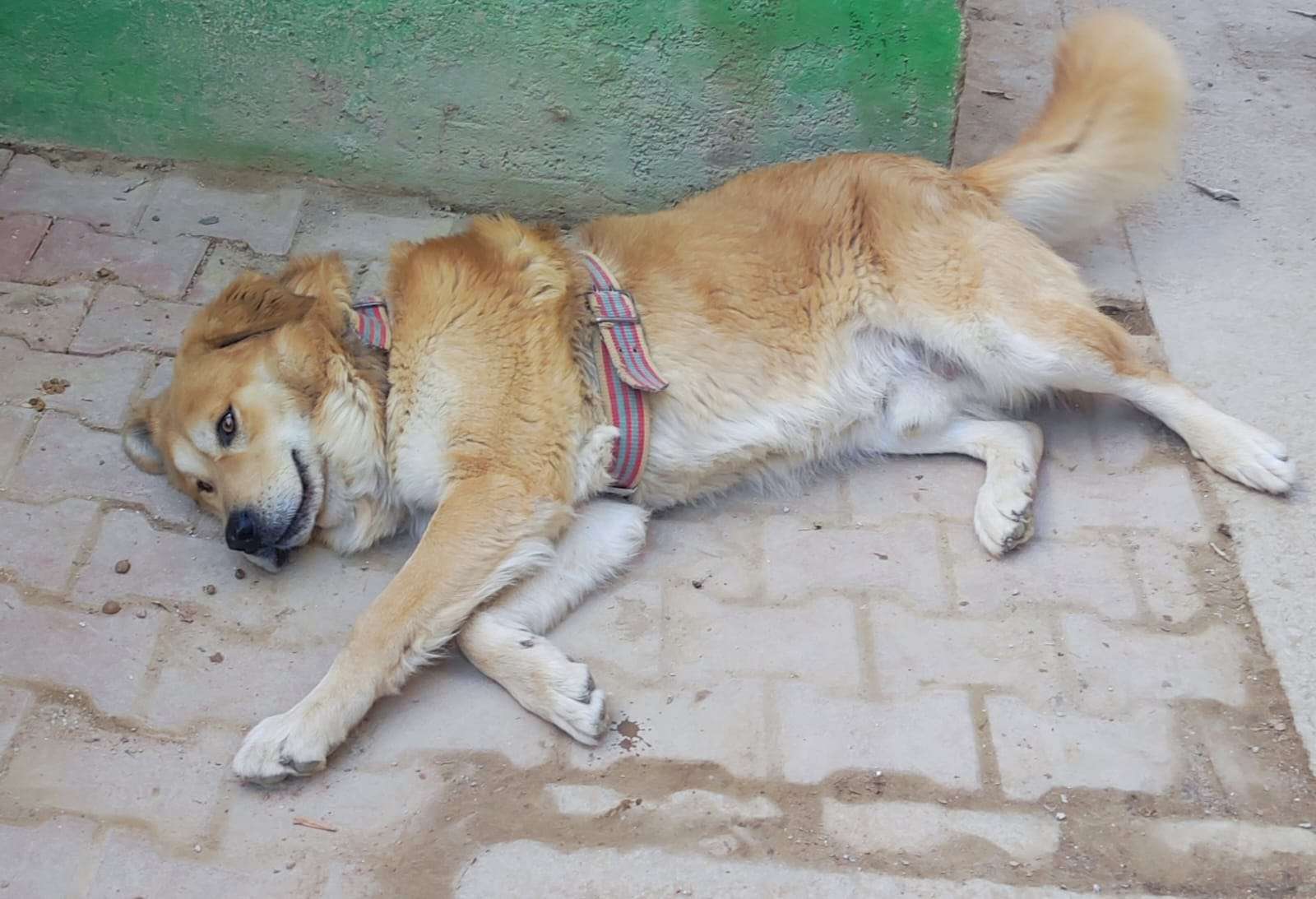 Ferit Adlı Köpeğimiz Kaybolmuştur