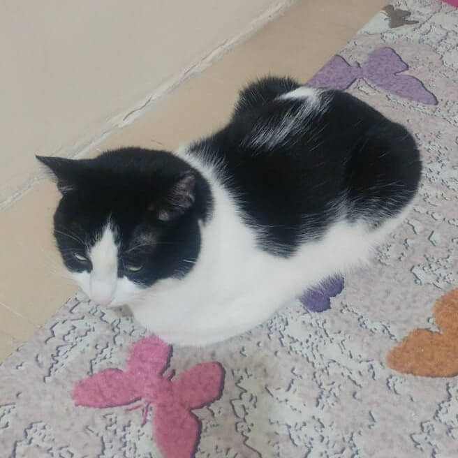 KEDİM KAYBOLDU İlanı 3175 Gören Duyan