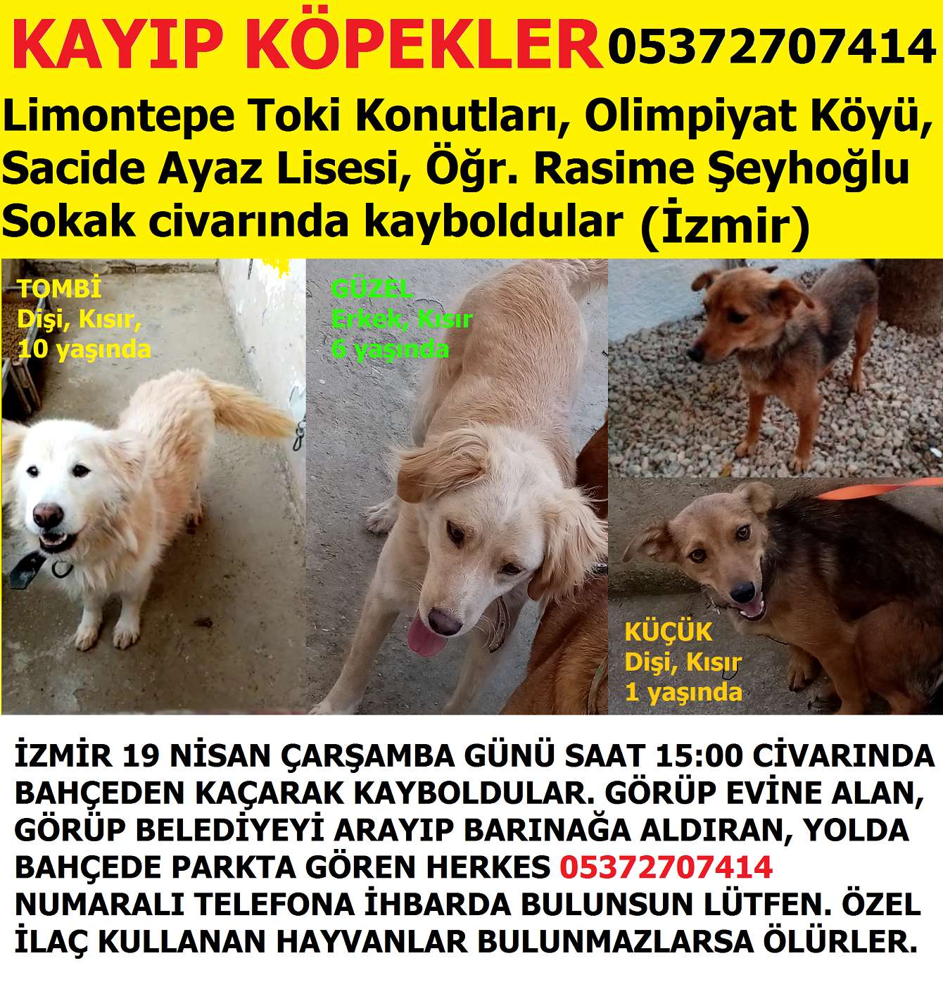 KÖPEKLERİM KAYIP