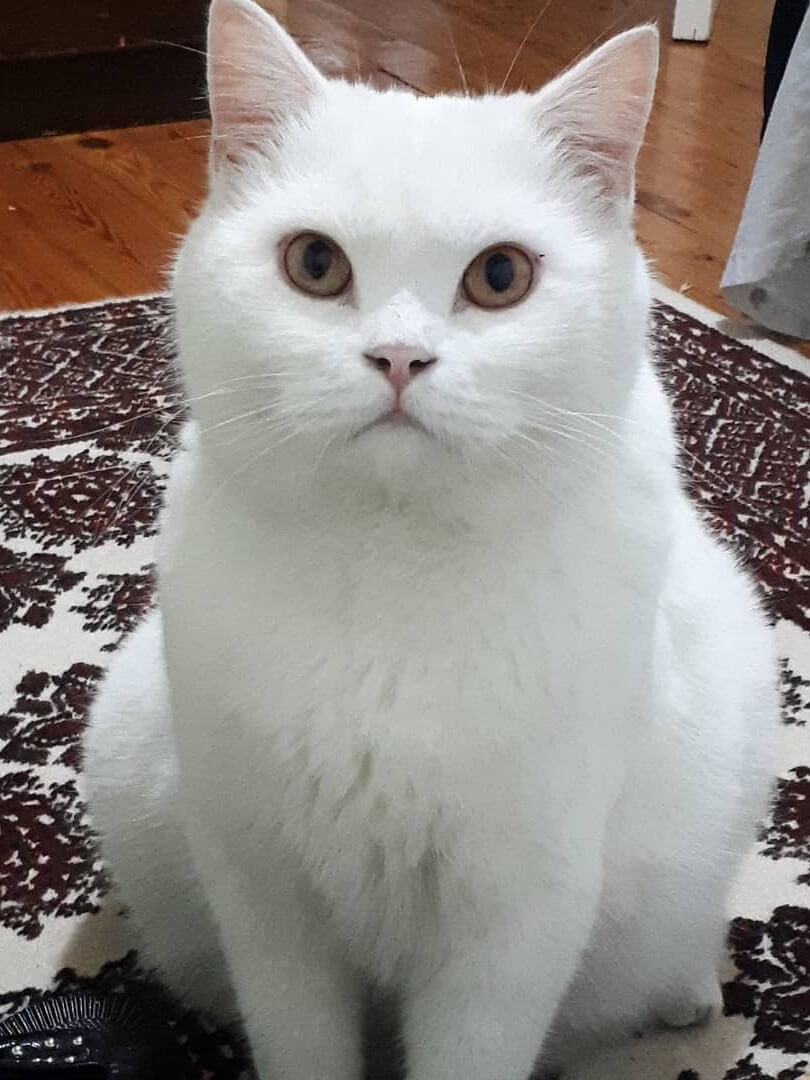 Kayıp kedi Gören Duyan