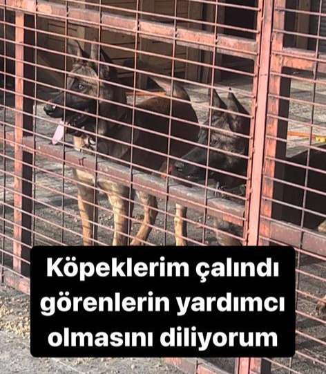 Köpeklerin çalındı