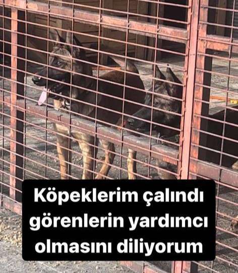 Köpeklerin çalındı