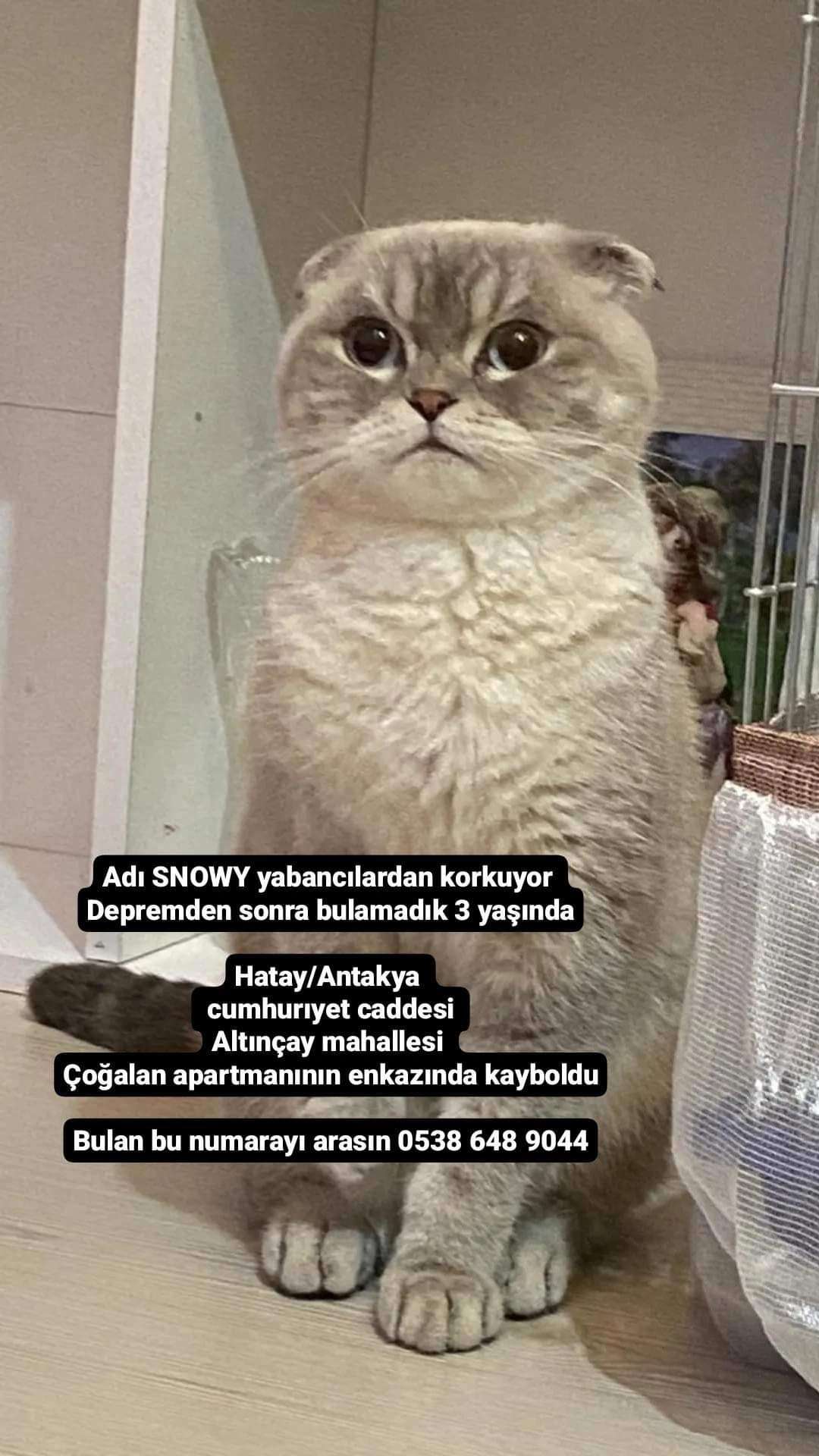 Kedimiz Snowyi arıyoruz 