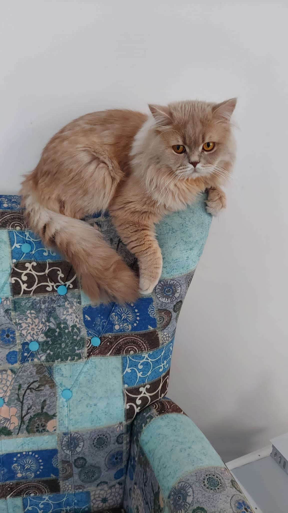 SAKARYA ARİFİYE KAYIP KEDİ İLANI İlanı 7174 Gören Duyan