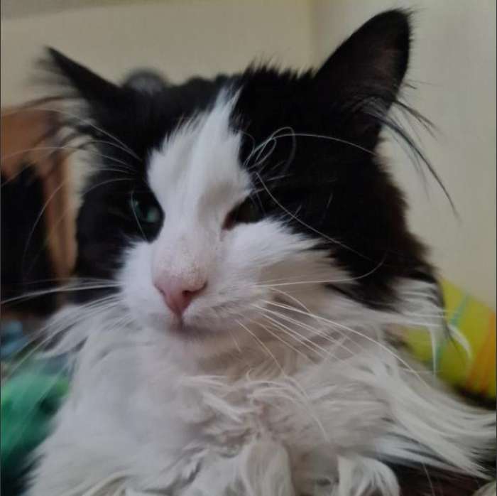 NALLIHAN/ANKARA KAYIP NORVEÇ ORMAN KEDİSİ