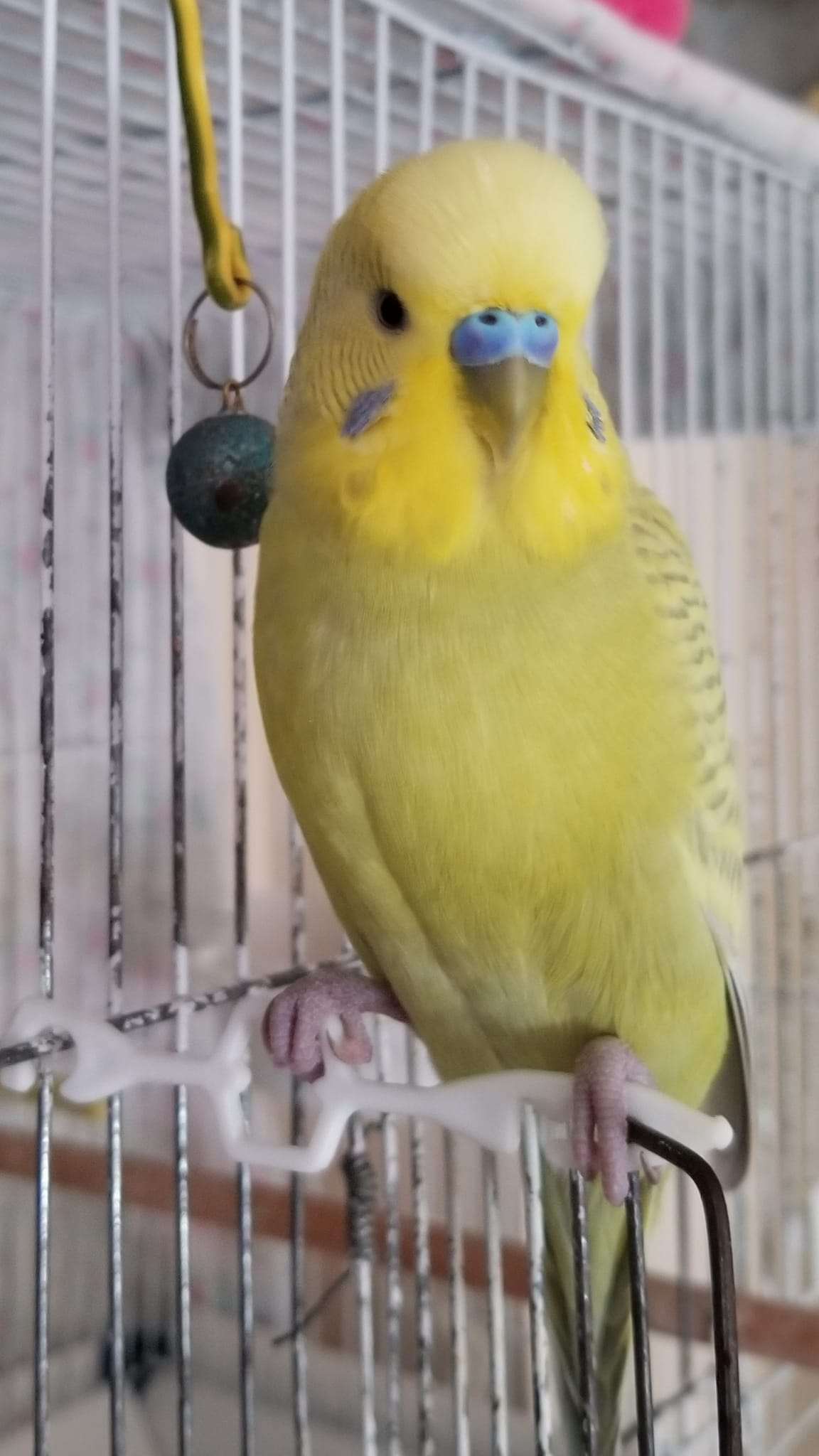 Antalya kayıp kuşum Sarı