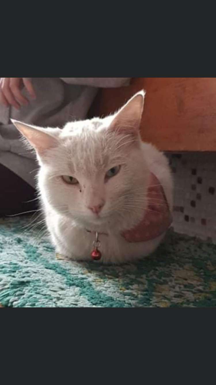 Kedi buldum İlanı 4207 Gören Duyan